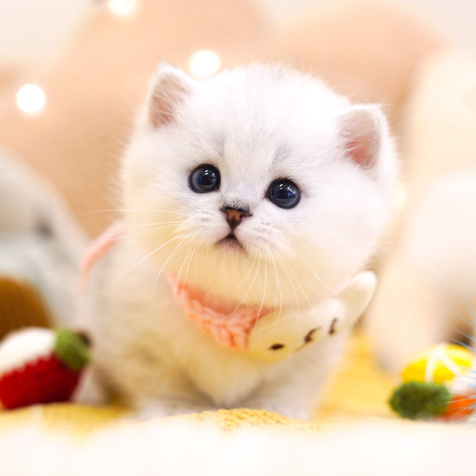 호야캣 상담 페이지의 흰색 장모 고양이